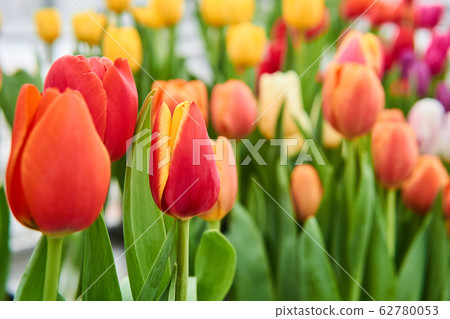 growing vibrant yellow and red tulips close-up growing vibrant yellow and red tulips close-up 62780053
