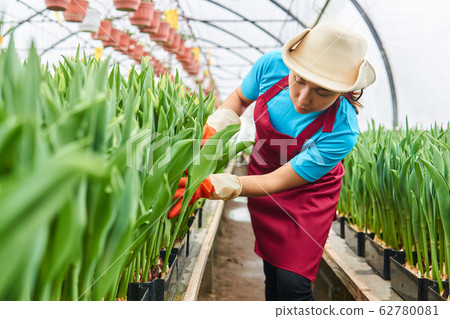 woman worker in a greenhouse inspects growing woman worker in a greenhouse inspects growing 62780081