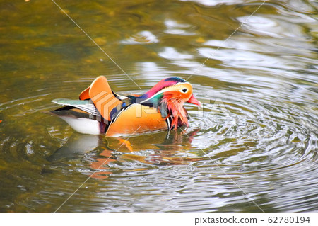 鴛鴦 鴛鴦 62780194