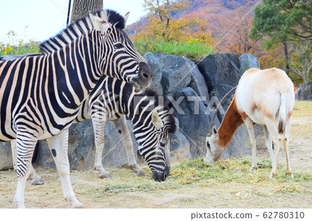 zebra zebra 62780310