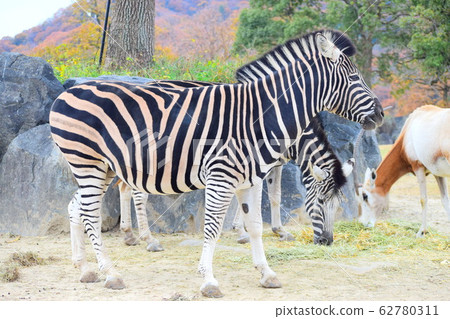 zebra zebra 62780311