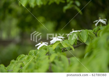 Yamaboshi Yamaboshi 62780360