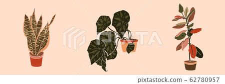 Art collage potted houseplants in a minimal trendy style. Silhouette of sansevieria, begonia and Art collage potted houseplants in a minimal trendy style. Silhouette of sansevieria, begonia and 62780957