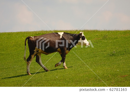 Cow on a field Cow on a field 62781163