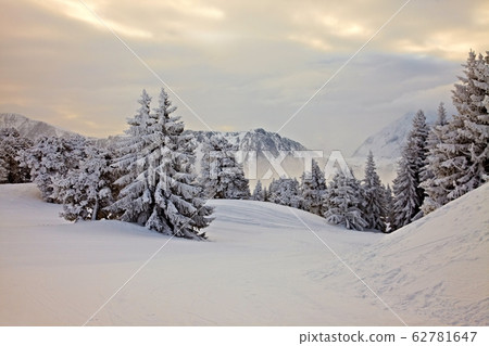 Winter forest 62781647