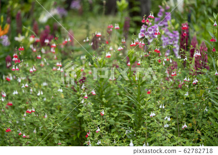 Cherry sage 62782718