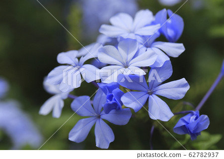 Rurimatsuri (Aomatsuri) Rurimatsuri (Aomatsuri) 62782937