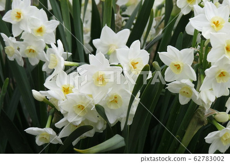 Daffodil 2 62783002