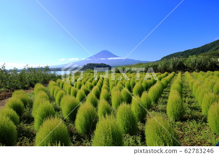 富士山河口湖大石公園夏季科基亞 富士山河口湖大石公園夏季科基亞 62783246