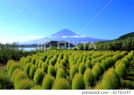 富士山河口湖大石公園夏季科基亞 富士山河口湖大石公園夏季科基亞 62783247