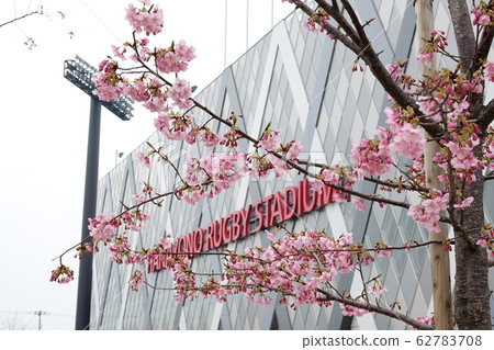 Kawazuzakura (Kawazu Sakura) blooming in the Hanazono Rugby Field 62783708