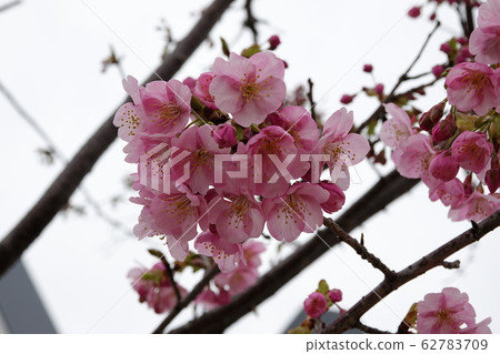 Kawazuzakura (Kawazu Sakura) blooming in the Hanazono Rugby Field Kawazuzakura (Kawazu Sakura) blooming in the Hanazono Rugby Field 62783709