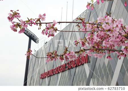 Kawazuzakura (Kawazu Sakura) blooming in the Hanazono Rugby Field 62783710