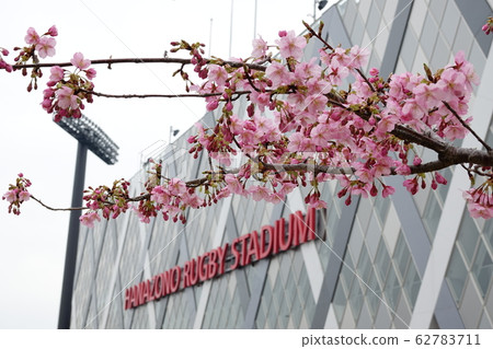 Kawazuzakura (Kawazu Sakura) blooming in the Hanazono Rugby Field 62783711