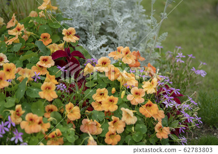 A garden A garden 62783803