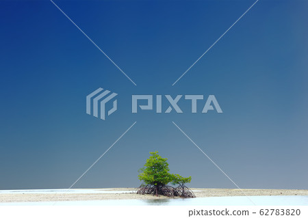 A Little Mangrove Tree on Empty sand area, forest A Little Mangrove Tree on Empty sand area, forest 62783820
