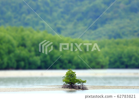 A Little Mangrove Tree on Empty sand area, forest A Little Mangrove Tree on Empty sand area, forest 62783821