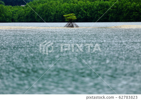 A Little Mangrove Tree on Empty sand area, forest 62783823