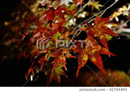 Green mottled maple 62784469