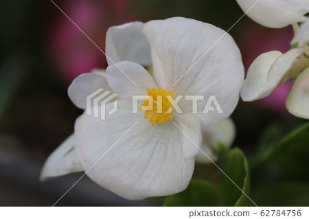 Begonia Semper Florence White Flower Begonia Semper Florence White Flower 62784756