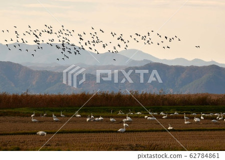 Swan of Inawashiro 62784861