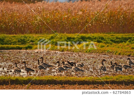 Swan of Inawashiro Swan of Inawashiro 62784863