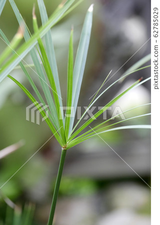 植物圖片紙莎草紙古埃及文字寫作媒介 植物圖片紙莎草紙古埃及文字寫作媒介 62785029