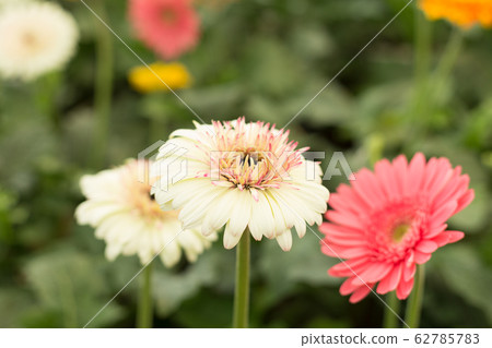 White gerbera daisy flower on blur green leaves and colorful flowers background. White gerbera daisy flower on blur green leaves and colorful flowers background. 62785783