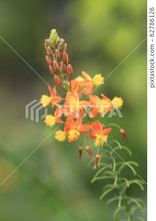 Hana aloe close up Hana aloe close up 62786126