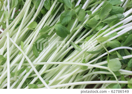 Mamenae Mamenae 62786549