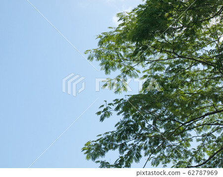 綠色和藍天 62787969