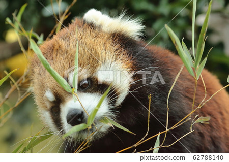 Face Of Red Panda Eating Bamboo Stock Photo