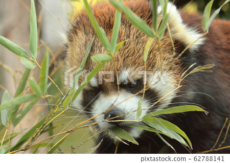 Face Of Red Panda Eating Bamboo Stock Photo
