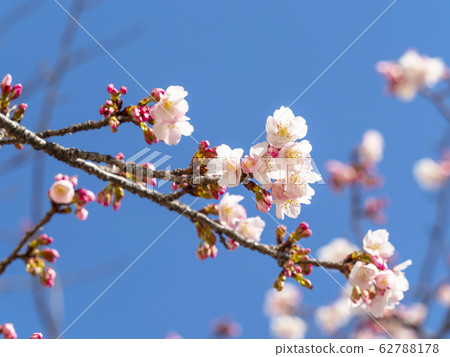 Sakura · Aozora 62788178