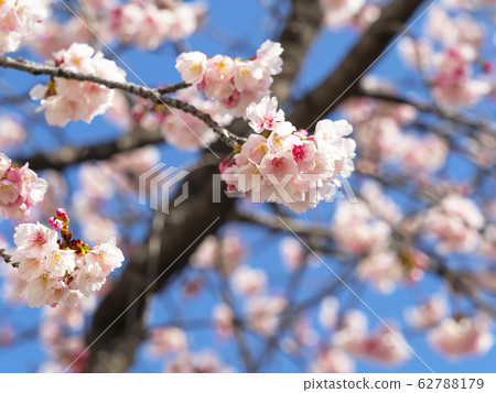 Sakura·Aozora 62788179