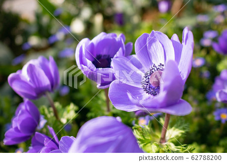 Purple anemone flowers blooming in the flowerbed. Purple anemone flowers blooming in the flowerbed. 62788200