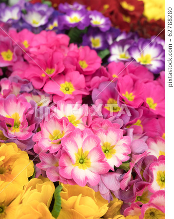 報春花Polyansa 報春花Polyansa 62788280