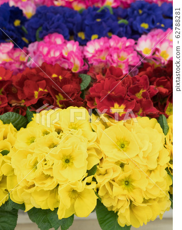 報春花Polyansa 報春花Polyansa 62788281
