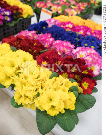 報春花Polyansa 報春花Polyansa 62788282