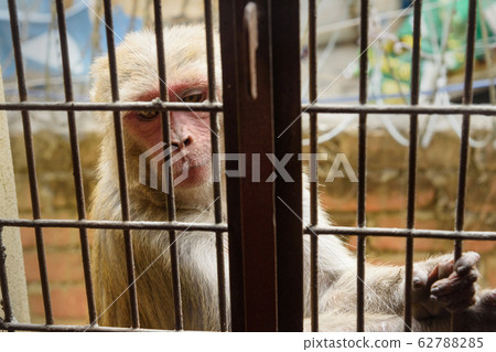 Monkey looking in the window Monkey looking in the window 62788285