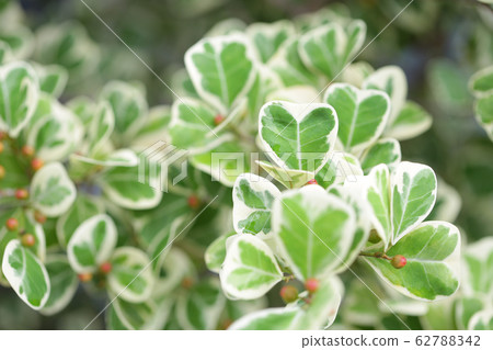 Ficus deltoidea white green leaves plant Ficus deltoidea white green leaves plant 62788342