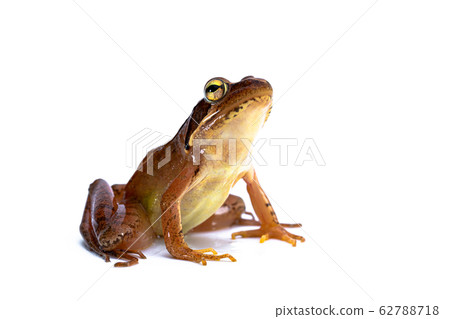 Japanese frog Japanese red frog 62788718