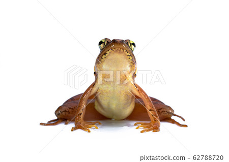 Japanese frog Japanese red frog 62788720