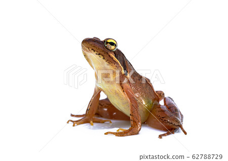 Japanese Frog Japanese Red Frog Stock Photo 62788729 Pixta