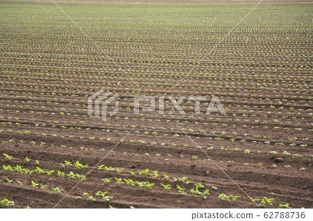 Soybean field Soybean field 62788736