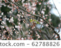 Mejiro and plum blossoms 62788826