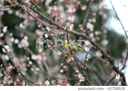 Mejiro and plum blossoms 62788826
