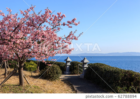 Kawazu cherry blossoms blooming in the morning sun 62788894