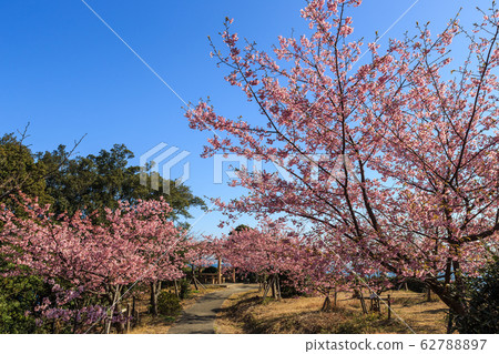 Kawazu cherry blossoms blooming in the morning sun 62788897