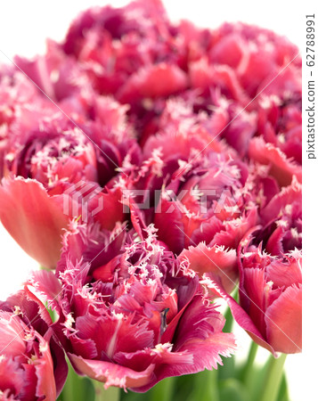 Red tulip Red tulip 62788991